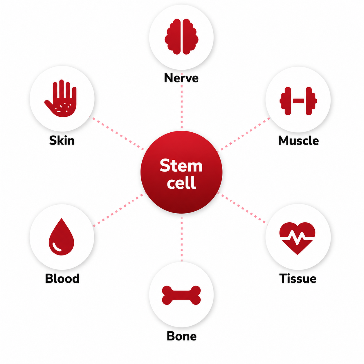 Stem Cells: your body's repair crew.